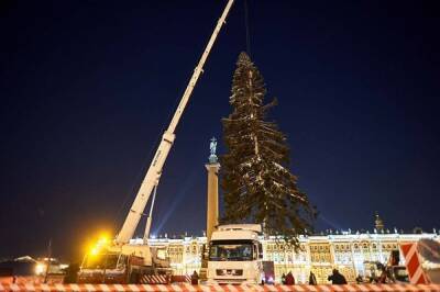 В Петербурге на Дворцовой площади установили новогоднюю елку - znak.com - Ленинградская обл. - Петербурга - район Приозерский