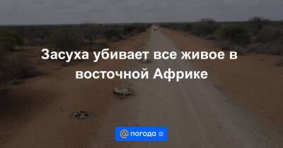 Засуха убивает все живое в восточной Африке - news.mail.ru - Кения - Эфиопия - Сомали