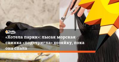 «Хотела парик»: лысая морская свинка «подстригла» хозяйку, пока она спала - ridus.ru - штат Кентукки