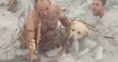 Испанские полицейские спасли пса, упавшего в ледяной водоем (видео) - focus.ua - Украина - Испания