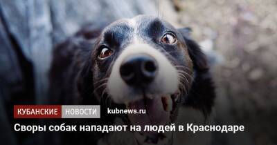 Своры собак нападают на людей в Краснодаре - kubnews.ru - Россия - Краснодарский край - Краснодар - Германия - Краснодар - округ Прикубанский, Краснодар