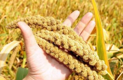 Украина установила рекорд по экспорту проса - agroportal.ua - Украина - Германия - Польша - Индонезия