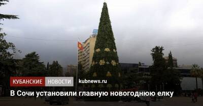 В Сочи установили главную новогоднюю елку - kubnews.ru - Россия - Сочи - Краснодарский край - Сочи