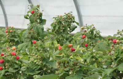 Эксперт: Будущее за малиной в закрытом грунте - agroportal.ua - Украина