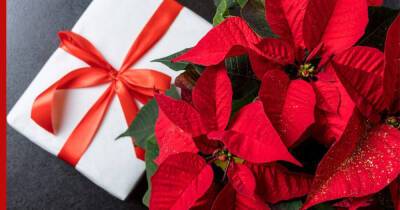 Полезный подарок: какое комнатное растение подарить на Новый год или Рождество - profile.ru