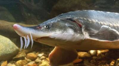 Что вы не знаете о рыбе Белуга, которая вырастает более 4 метров - skuke.net