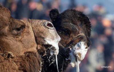 Десятки верблюдов дисквалифицировали на конкурсе красоты из-за ботокса - korrespondent.net - Украина - Саудовская Аравия