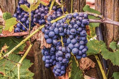 В каком месте лучше сажать виноград: житейская хитрость садоводов - skuke.net