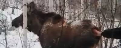 В Татарском районе спасли лося с проникающим ранением - runews24.ru - Татарск - Экология