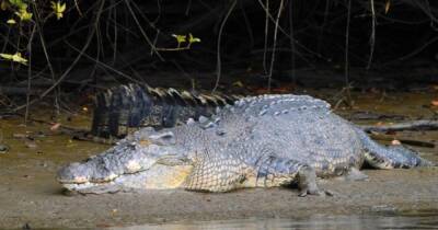 Повезло больше, чем динозаврам. Биологи рассказали, как крокодилы пережили падение астероида - focus.ua - Украина - Австралия - Мексика
