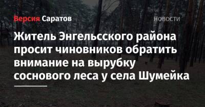 Житель Энгельсского района просит чиновников обратить внимание на вырубку соснового леса у села Шумейка - nversia.ru - Саратовская обл. - район Энгельсский
