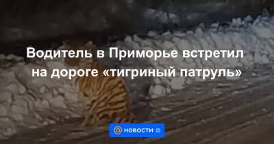 Водитель в Приморье встретил на дороге «тигриный патруль» - news.mail.ru - Хабаровский край - Приморье край