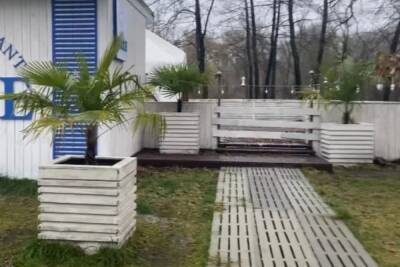 В Курске погибают пальмы на Новой Боевке - chr.mk.ru - Анапа - Курск