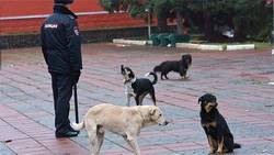 СК проверит сообщения о нападении бродячих собак на орловчанку - vechor.ru - р-н Советский