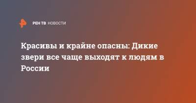 Красивы и крайне опасны: Дикие звери все чаще выходят к людям в России - ren.tv - Россия - Крым - Нижегородская обл. - Севастополь - Архангельская обл.