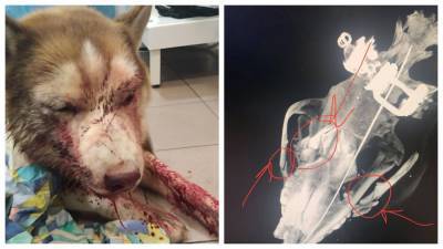 Проломил череп и сломал челюсть: под Одессой мужчина жестоко избил хаски – фото и видео 18+ - 24tv.ua - Одесса - Новости - Новости Одессы