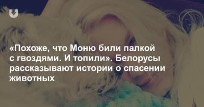 «Похоже, что Моню били палкой с гвоздями. И топили». Белорусы рассказывают истории о спасении животных - news.tut.by