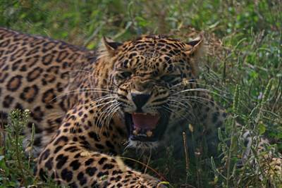 Леопард растерзал прикованного цепями на ферме пенсионера - lenta.ru - штат Гуджарат
