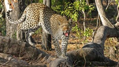 В Индии леопард убил привязанного больного старика - newdaynews.ru - Нью-Дели - штат Гуджарат
