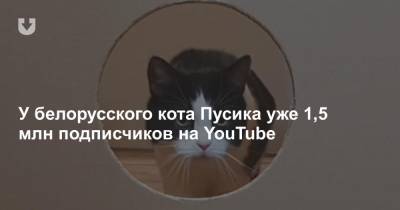 У белорусского кота Пусика уже 1,5 млн подписчиков на YouTube - news.tut.by - Минск