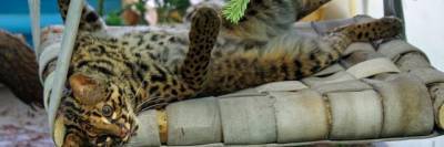 В новосибирский зоопарк из ОАЭ привезли самку редкой мраморной кошки - runews24.ru - Эмираты