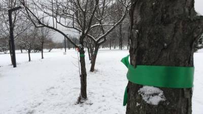 Активисты обвязали деревья в парке Сахарова зелеными ленточками - piter.tv - Санкт-Петербург - Благоустройство