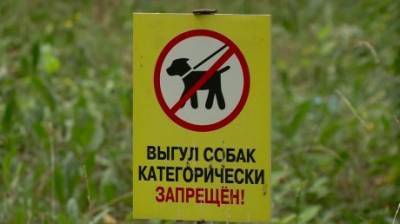 Все загадили: пензенец высказался о выгуле собак на Олимпийской аллее - penzainform.ru - Пенза