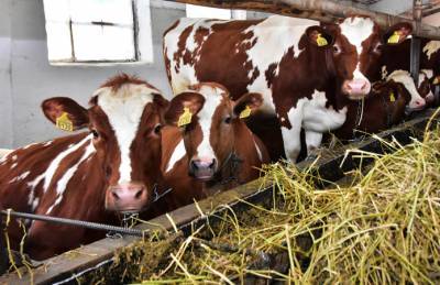 Мнение: Фермеры уже не спешат расставаться с молочным поголовьем - agroportal.ua