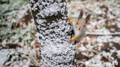 В Екатеринбурге предсказателем весны в День сурка станет белка - newdaynews.ru - Екатеринбург