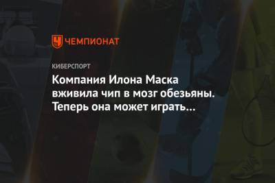 Илон Маск - Илон Маск - Компания Илона Маска вживила чип в мозг обезьяны. Теперь она может играть в видеоигры - championat.com