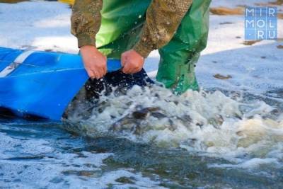 Водоемы Дагестана пополнились молодью ценных пород рыбы - mirmol.ru - респ. Дагестан