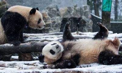 Мощный зимний шторм вызвал безудержное веселье у гигантских панд в зоопарке Вашингтона - bloknot.ru - США - Вашингтон - Колумбия