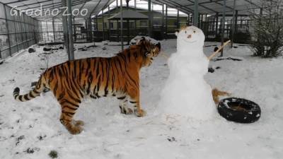 Снежные забавы в Гродненском зоопарке. Как тигры подружились со снеговиками (видео) - grodnonews.by