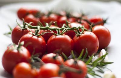 Эксперт: Украинским производителям томатов приходится «догонять» импорт - agroportal.ua - Египет - Турция - Испания - Голландия - Марокко