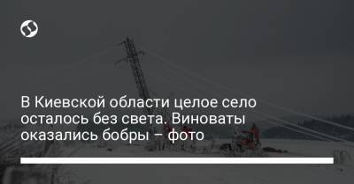 В Киевской области целое село осталось без света. Виноваты оказались бобры – фото - liga.net - Украина - Румыния