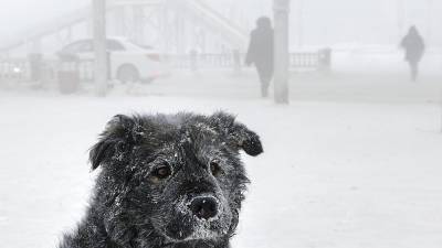 Новая жизнь косовских собак - ru.euronews.com - Россия - Косово