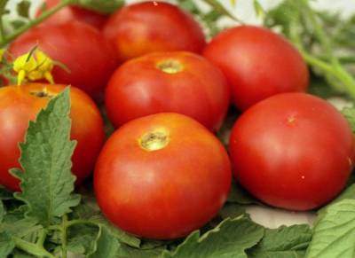Агро - Импортные томаты: как влияют на ассортимент и цену - 24tv.ua