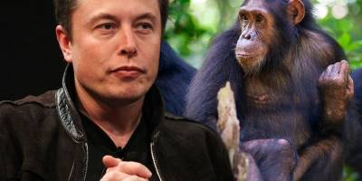 Илон Маск вживил чип в мозг обезьяны и научил ее видеоиграм - ТЕЛЕГРАФ - telegraf.com.ua