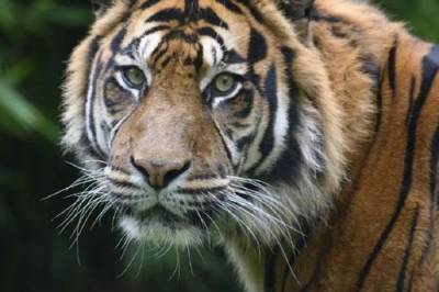 Молдавия - В Кишиневском зоопарке тигр напал на сотрудника - argumenti.ru - Хабаровский край
