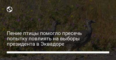 Пение птицы помогло пресечь попытку повлиять на выборы президента в Эквадоре - liga.net - Колумбия - Эквадор