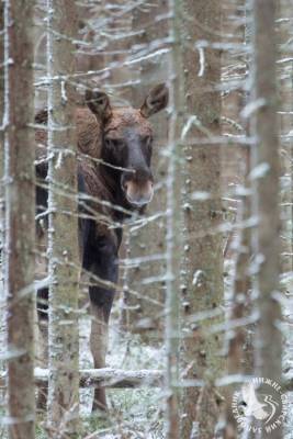 Поль Лодейный - Любопытного лося запечатлели в лесу возле Лодейного Поля - ivbg.ru - Украина