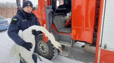 Во Львовской области 15 лебедей примерзли ко льду - ru.slovoidilo.ua - Львовская обл. - Гсчс