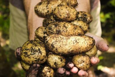 Импорт картофеля в Украину вырос на 2500% - agroportal.ua - Белоруссия - Черновицкая обл.