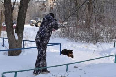 В Иванове агрессивного пса удалось поймать, только вколов ему дротик со снотворным - mkivanovo.ru