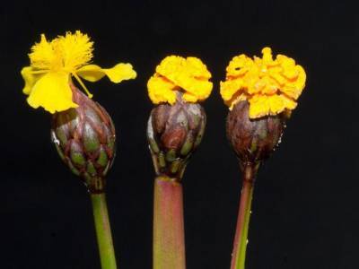 Южноамериканский гриб с успехом притворяется цветковым растением - polit.ru - Гайана