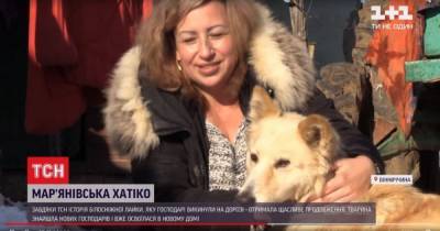 "Выбросили прямо на дороге": как сложилась судьба Марьяновского Хатико в Винницкой области - tsn.ua - Винницкая обл.