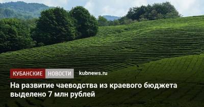 На развитие чаеводства из краевого бюджета выделено 7 млн рублей - kubnews.ru - Сочи