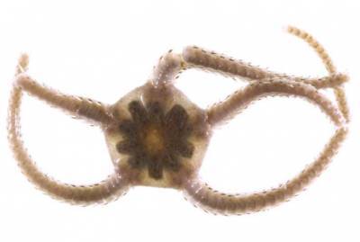 Ученые ДВФУ нашли у иглокожего Ophiura sarsii вещество для антираковой терапии - actualnews.org