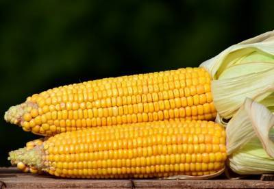 Китаю понадобится минимум полгода, чтобы восполнить запасы сои и кукурузы - agroportal.ua - Китай - США