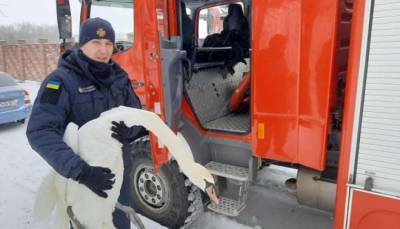 На Львовщине спасли 15 лебедей - lenta.ua - Гсчс